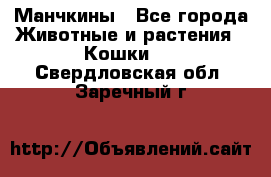 Манчкины - Все города Животные и растения » Кошки   . Свердловская обл.,Заречный г.